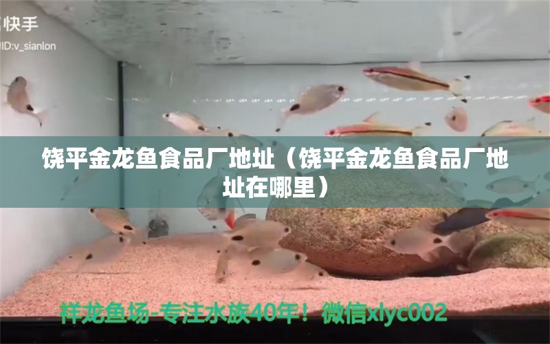 饒平金龍魚食品廠地址（饒平金龍魚食品廠地址在哪里） 養(yǎng)魚知識