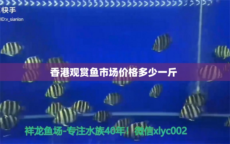 香港觀賞魚市場價格多少一斤 