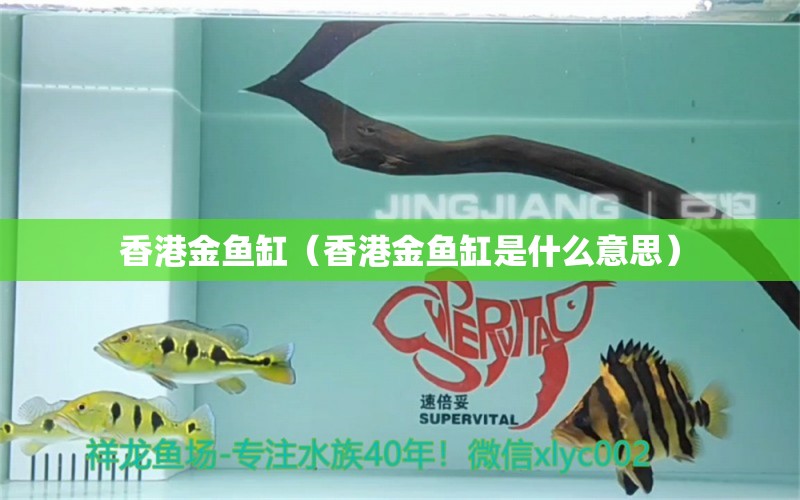 香港金魚缸（香港金魚缸是什么意思）