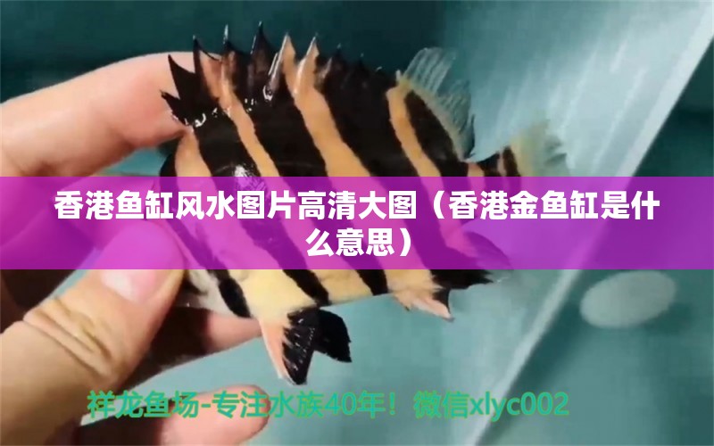 香港魚缸風水圖片高清大圖（香港金魚缸是什么意思）