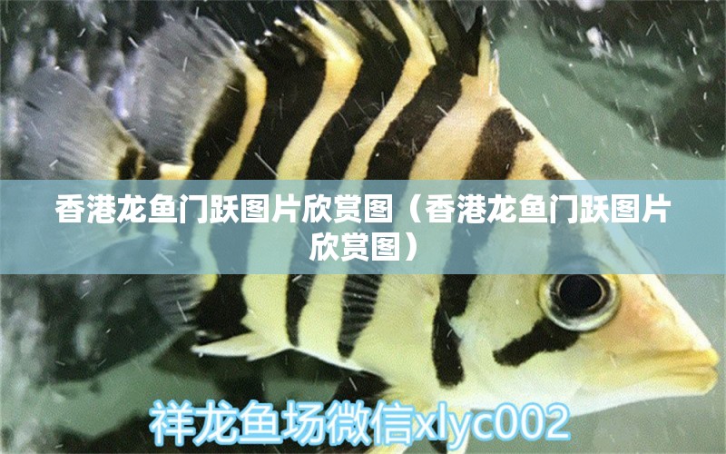 香港龍魚門躍圖片欣賞圖（香港龍魚門躍圖片欣賞圖）