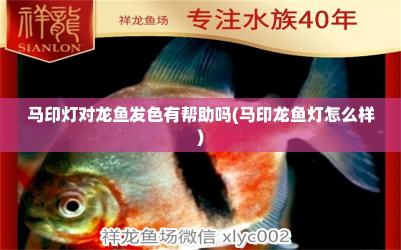 馬印燈對龍魚發(fā)色有幫助嗎(馬印龍魚燈怎么樣) 馬印水族 第1張