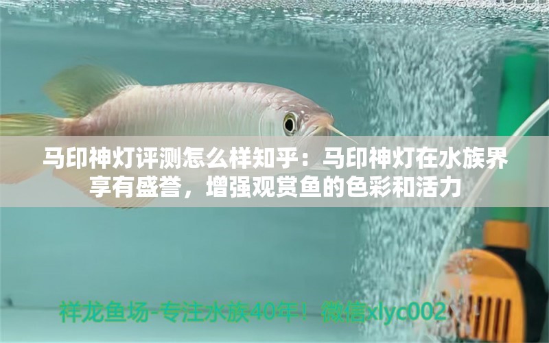 馬印神燈評測怎么樣知乎：馬印神燈在水族界享有盛譽，增強觀賞魚的色彩和活力 馬印水族 第3張