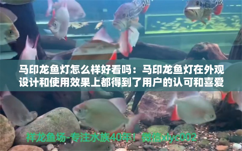 馬印龍魚燈怎么樣好看嗎：馬印龍魚燈在外觀設(shè)計和使用效果上都得到了用戶的認可和喜愛 馬印水族 第3張