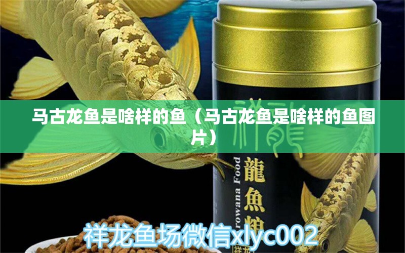 馬古龍魚是啥樣的魚（馬古龍魚是啥樣的魚圖片）