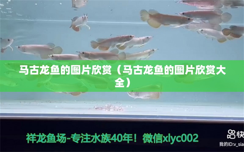 馬古龍魚的圖片欣賞（馬古龍魚的圖片欣賞大全）