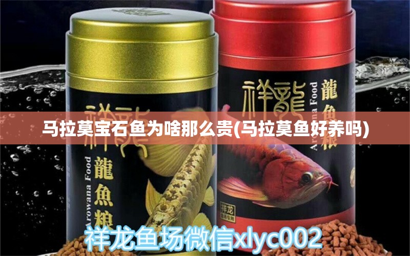 馬拉莫寶石魚為啥那么貴(馬拉莫魚好養(yǎng)嗎) 馬拉莫寶石魚