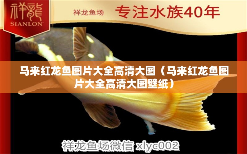 馬來紅龍魚圖片大全高清大圖（馬來紅龍魚圖片大全高清大圖壁紙） 觀賞魚市場(chǎng)（混養(yǎng)魚）