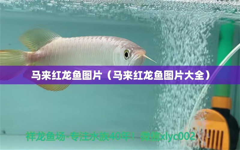 馬來紅龍魚圖片（馬來紅龍魚圖片大全） 祥龍水族醫(yī)院