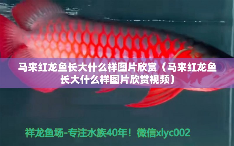 馬來紅龍魚長(zhǎng)大什么樣圖片欣賞（馬來紅龍魚長(zhǎng)大什么樣圖片欣賞視頻）