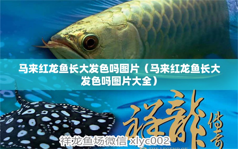 馬來紅龍魚長大發(fā)色嗎圖片（馬來紅龍魚長大發(fā)色嗎圖片大全） 廣州龍魚批發(fā)市場