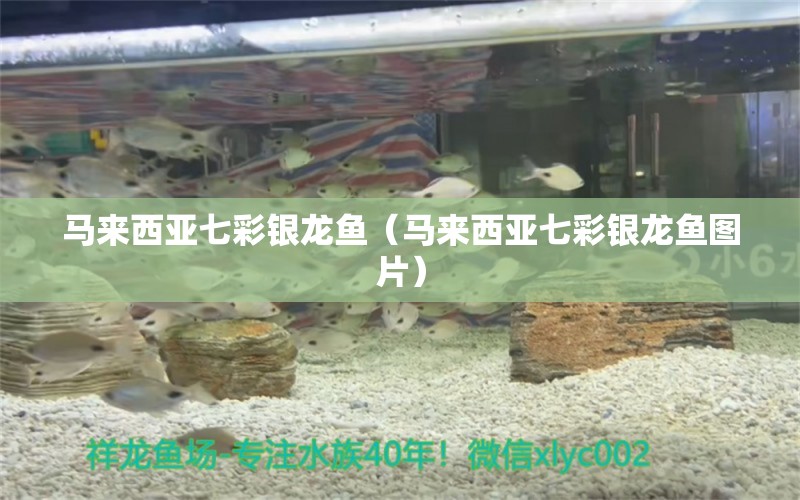 馬來西亞七彩銀龍魚（馬來西亞七彩銀龍魚圖片） 銀龍魚