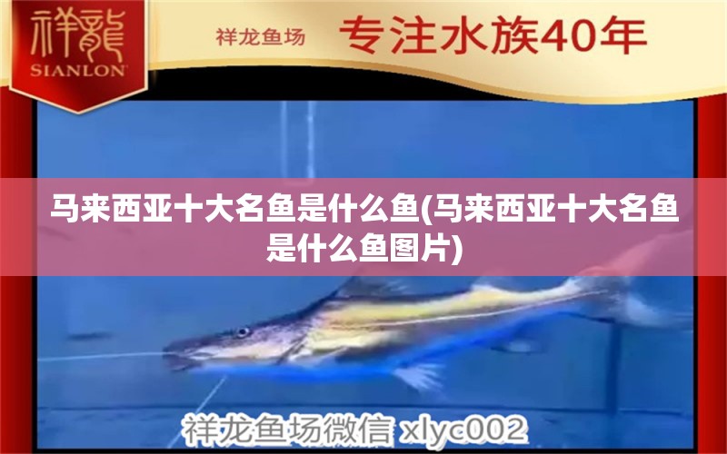 馬來西亞十大名魚是什么魚(馬來西亞十大名魚是什么魚圖片) 黃金夢幻雷龍魚