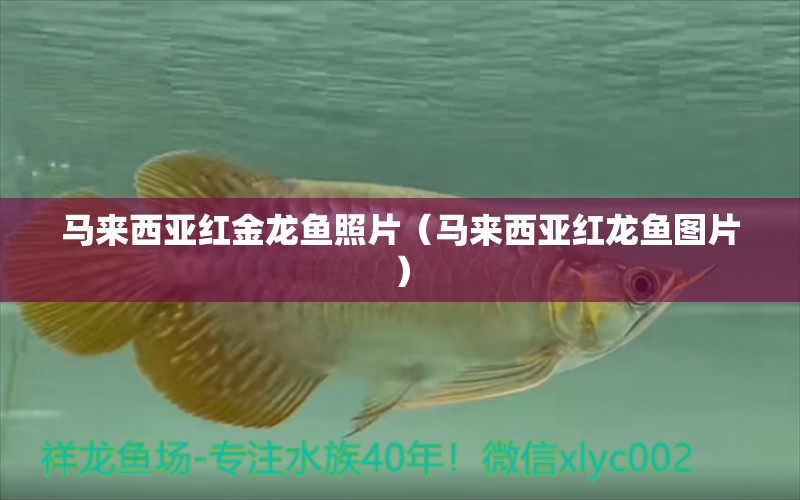 馬來(lái)西亞紅金龍魚(yú)照片（馬來(lái)西亞紅龍魚(yú)圖片） 廣州龍魚(yú)批發(fā)市場(chǎng)