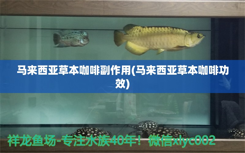 馬來西亞草本咖啡副作用(馬來西亞草本咖啡功效) 馬來西亞咖啡 第1張