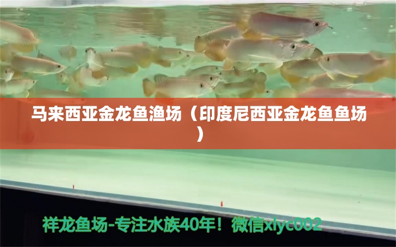 馬來(lái)西亞金龍魚漁場(chǎng)（印度尼西亞金龍魚魚場(chǎng)）