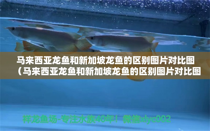 馬來西亞龍魚和新加坡龍魚的區(qū)別圖片對(duì)比圖（馬來西亞龍魚和新加坡龍魚的區(qū)別圖片對(duì)比圖）