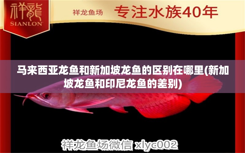 馬來西亞龍魚和新加坡龍魚的區(qū)別在哪里(新加坡龍魚和印尼龍魚的差別) 紅頭利魚 第1張