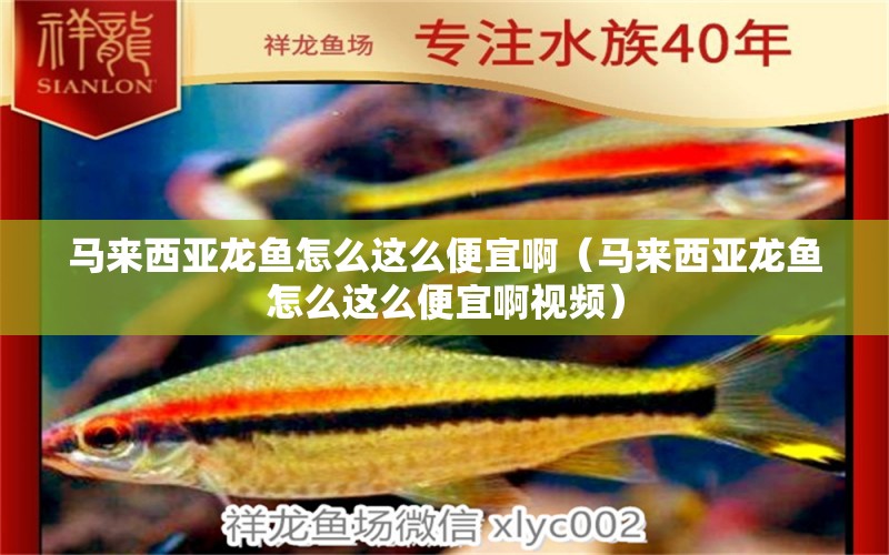 馬來(lái)西亞龍魚怎么這么便宜啊（馬來(lái)西亞龍魚怎么這么便宜啊視頻）