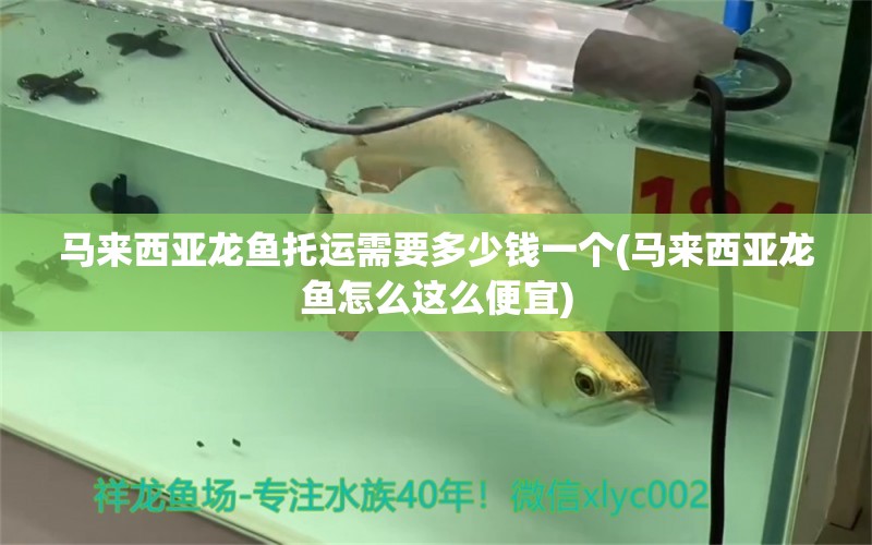 馬來西亞龍魚托運需要多少錢一個(馬來西亞龍魚怎么這么便宜) iwish愛唯希品牌魚缸