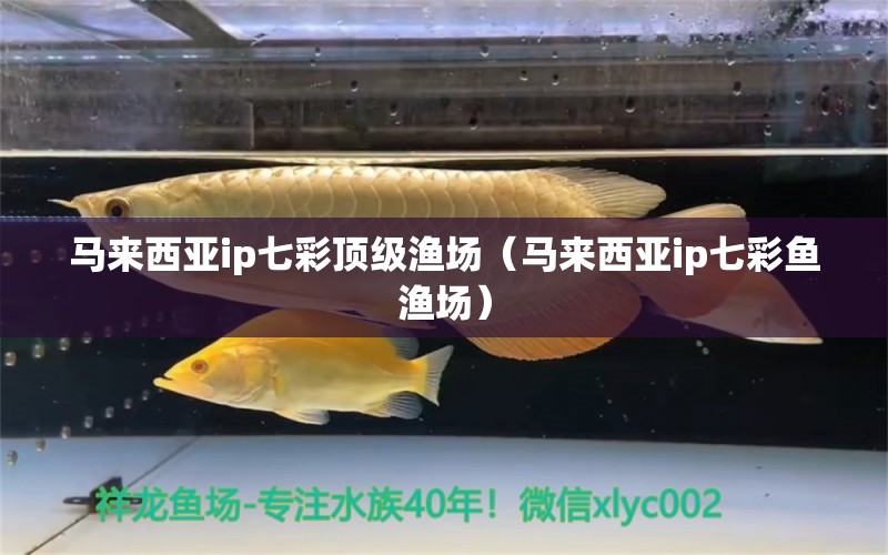 馬來西亞ip七彩頂級漁場（馬來西亞ip七彩魚漁場） 祥龍水族醫(yī)院