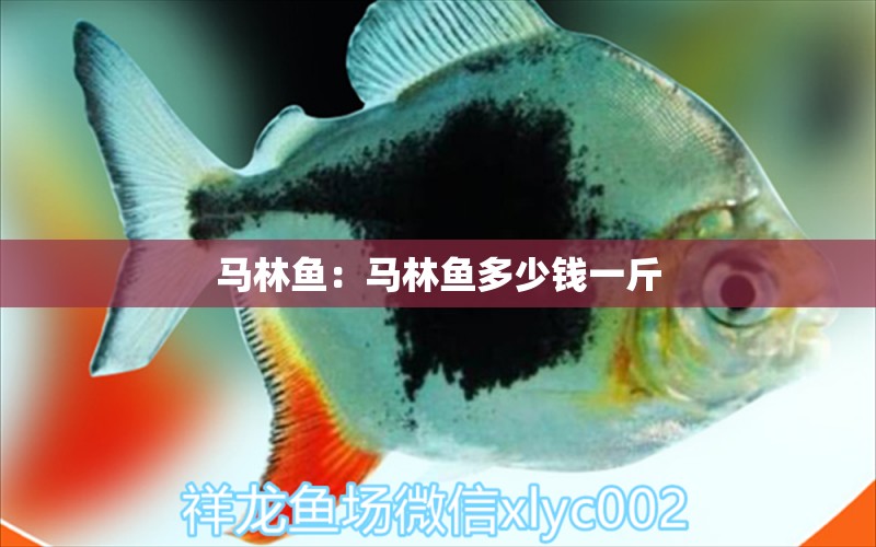 馬林魚：馬林魚多少錢一斤