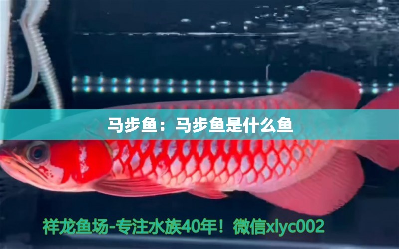 馬步魚：馬步魚是什么魚