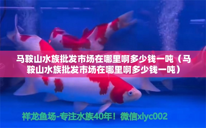 馬鞍山水族批發(fā)市場(chǎng)在哪里啊多少錢(qián)一噸（馬鞍山水族批發(fā)市場(chǎng)在哪里啊多少錢(qián)一噸） 觀賞魚(yú)水族批發(fā)市場(chǎng)