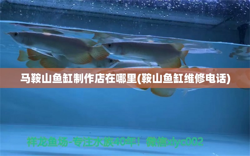 馬鞍山魚缸制作店在哪里(鞍山魚缸維修電話) 球鯊魚