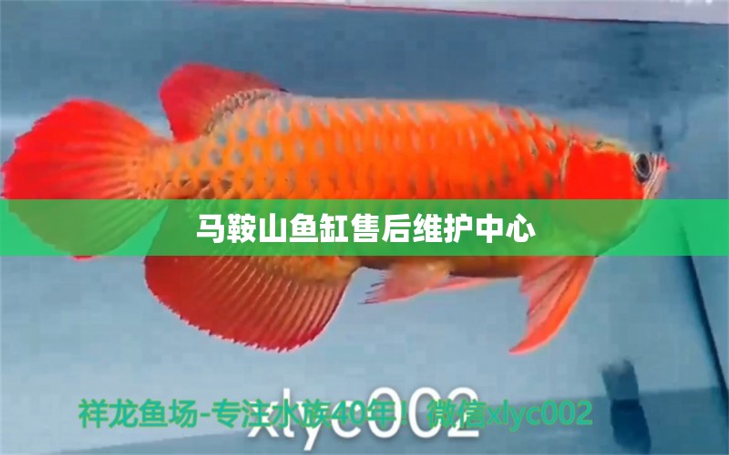 馬鞍山魚缸售后維護中心 其他品牌魚缸