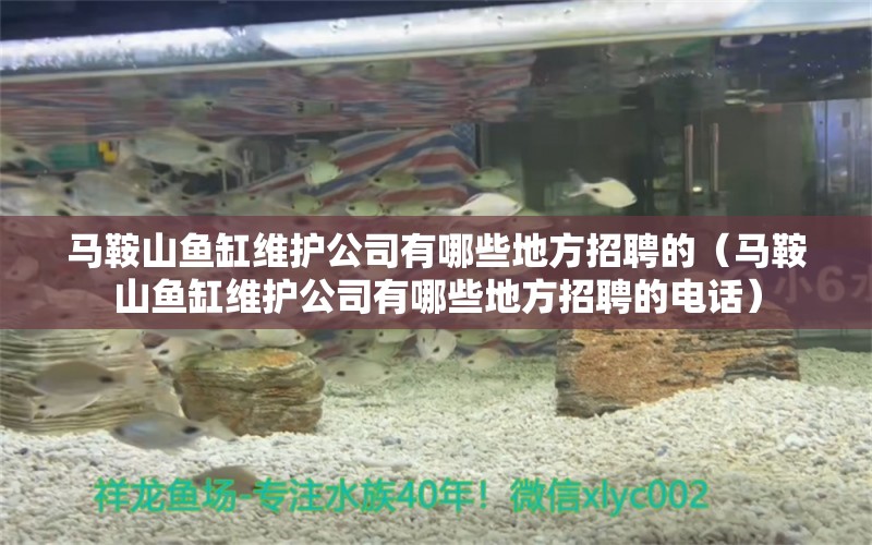 馬鞍山魚缸維護公司有哪些地方招聘的（馬鞍山魚缸維護公司有哪些地方招聘的電話） 紅老虎魚