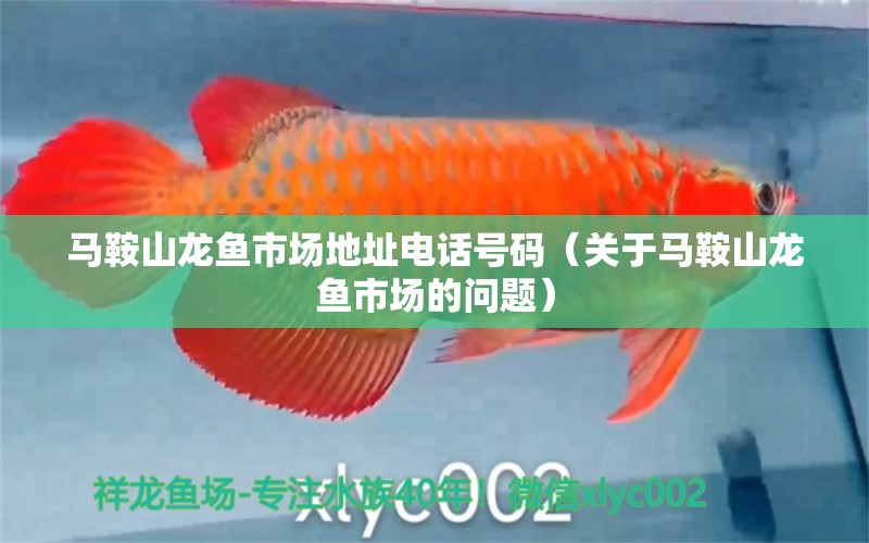 馬鞍山龍魚市場地址電話號碼（關(guān)于馬鞍山龍魚市場的問題） 水族問答 第2張