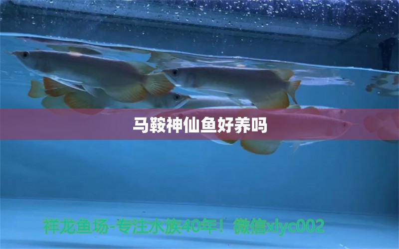 馬鞍神仙魚好養(yǎng)嗎 女王大帆魚苗 第2張