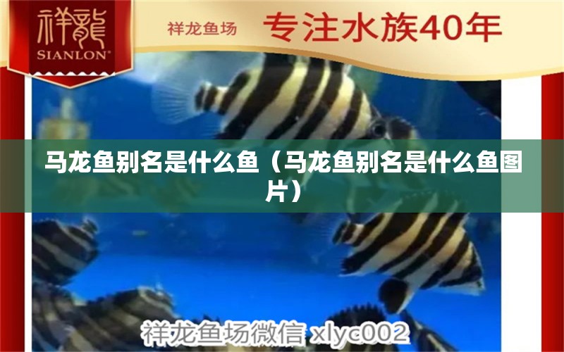 馬龍魚別名是什么魚（馬龍魚別名是什么魚圖片） 廣州龍魚批發(fā)市場(chǎng)