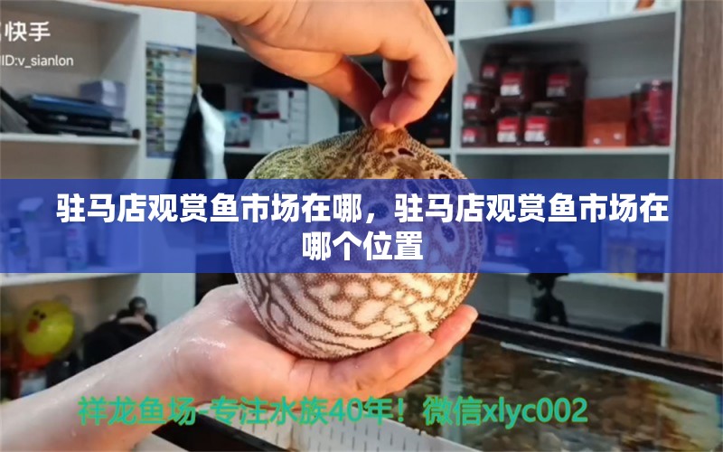 駐馬店觀賞魚市場在哪，駐馬店觀賞魚市場在哪個位置 觀賞魚市場（混養(yǎng)魚） 第1張