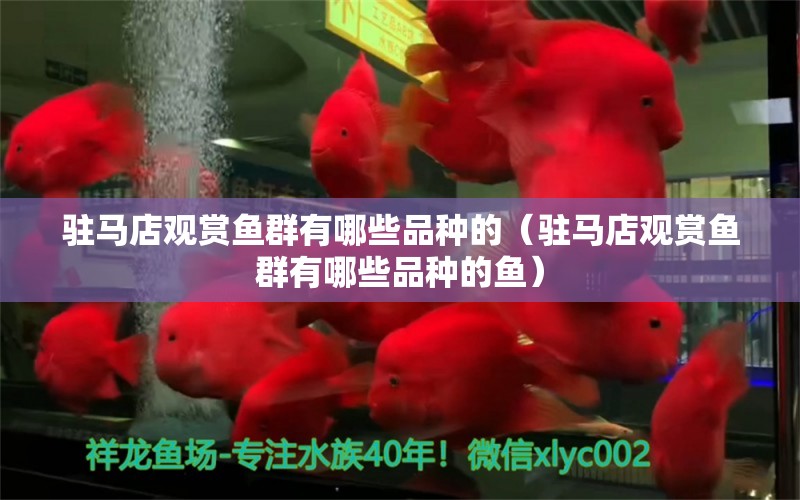 駐馬店觀賞魚(yú)群有哪些品種的（駐馬店觀賞魚(yú)群有哪些品種的魚(yú)） 觀賞魚(yú)市場(chǎng)（混養(yǎng)魚(yú)）