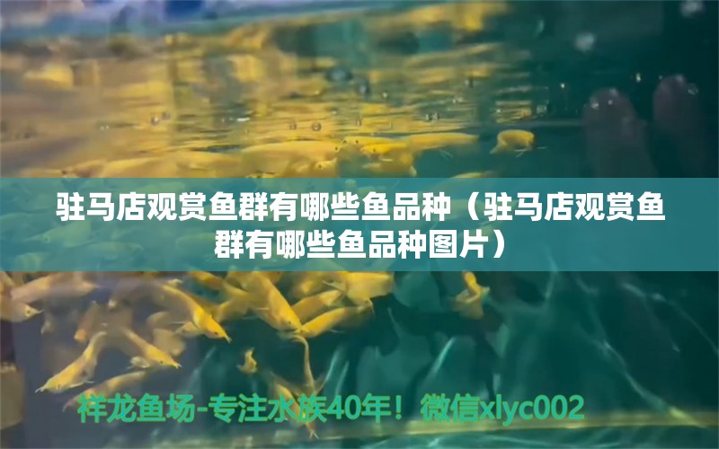 駐馬店觀賞魚群有哪些魚品種（駐馬店觀賞魚群有哪些魚品種圖片）