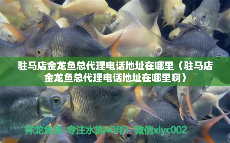 駐馬店金龍魚總代理電話地址在哪里（駐馬店金龍魚總代理電話地址在哪里?。? title=