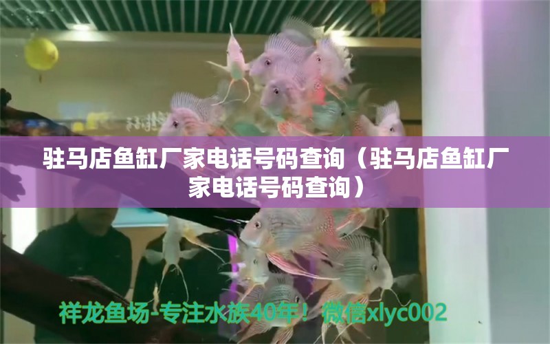 駐馬店魚缸廠家電話號碼查詢（駐馬店魚缸廠家電話號碼查詢） 祥龍水族醫(yī)院