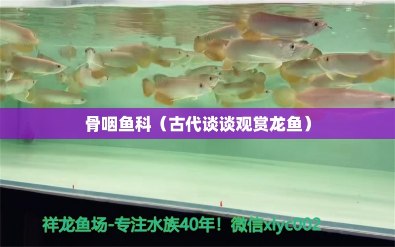 骨咽魚科（古代談談觀賞龍魚）