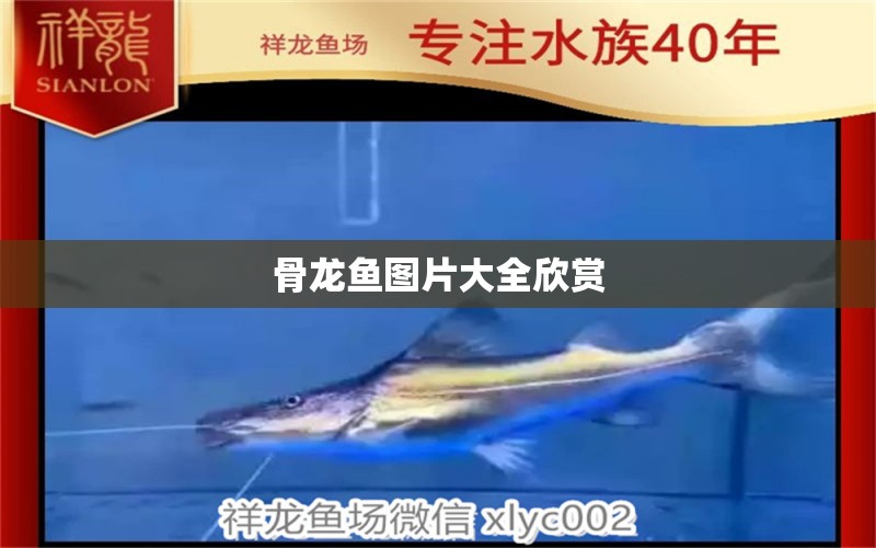 骨龍魚圖片大全欣賞 祥龍魚場