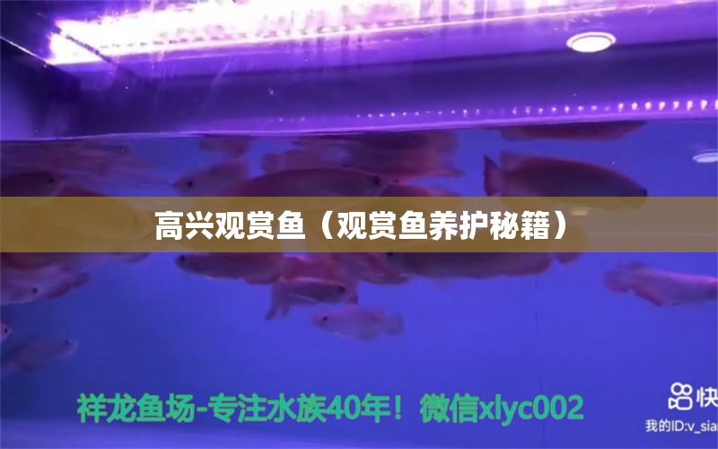 高興觀賞魚(yú)（觀賞魚(yú)養(yǎng)護(hù)秘籍） 財(cái)神鸚鵡魚(yú) 第2張