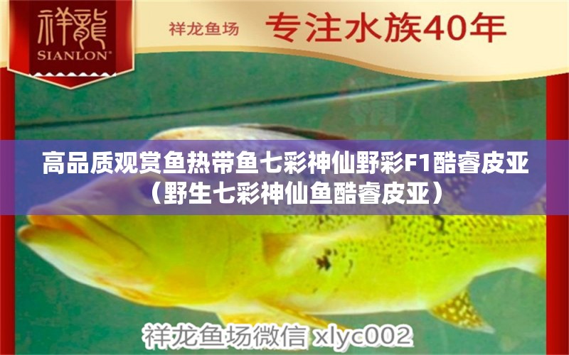 高品質(zhì)觀賞魚熱帶魚七彩神仙野彩F1酷睿皮亞（野生七彩神仙魚酷睿皮亞）