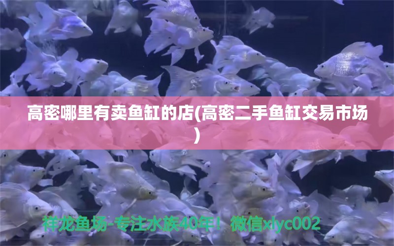 高密哪里有賣魚缸的店(高密二手魚缸交易市場) 羽毛刀魚苗