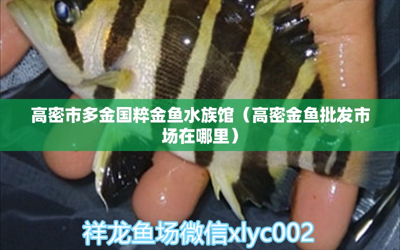 高密市多金國粹金魚水族館（高密金魚批發(fā)市場在哪里）