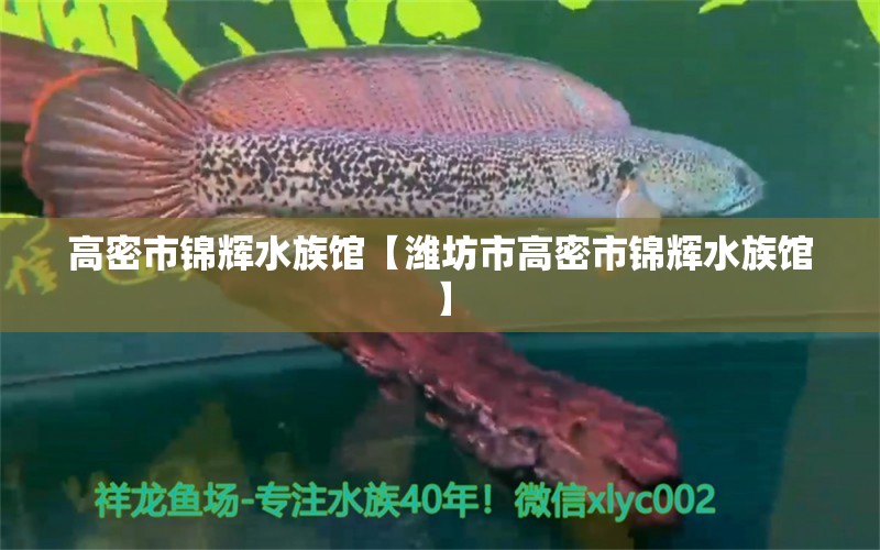 高密市錦輝水族館【濰坊市高密市錦輝水族館】 全國(guó)觀賞魚(yú)市場(chǎng) 第1張