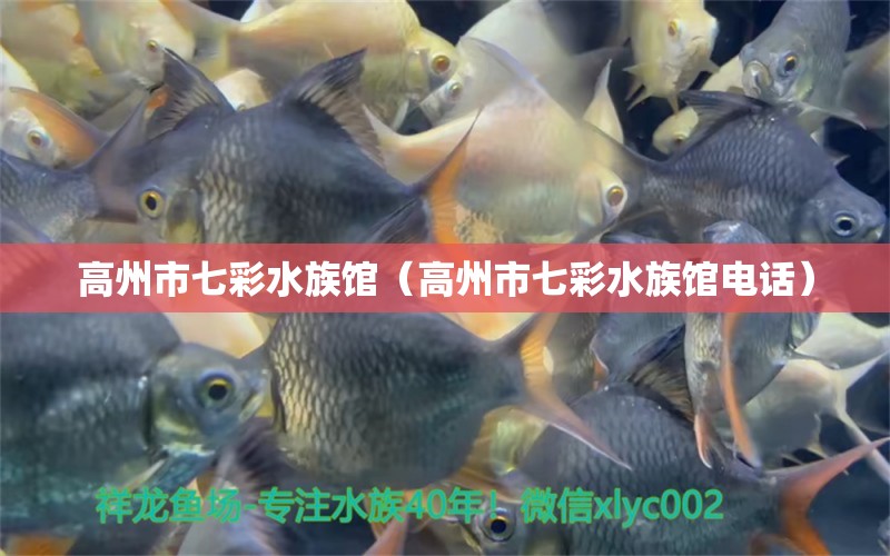 高州市七彩水族館（高州市七彩水族館電話） 全國(guó)水族館企業(yè)名錄