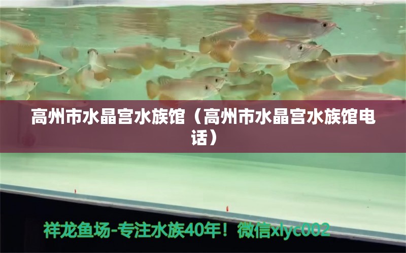 高州市水晶宮水族館（高州市水晶宮水族館電話） 全國水族館企業(yè)名錄