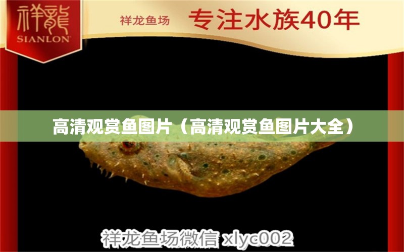 高清觀賞魚(yú)圖片（高清觀賞魚(yú)圖片大全） 巴西亞魚(yú)苗