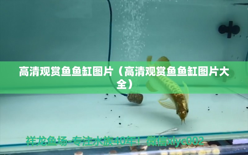 高清觀賞魚魚缸圖片（高清觀賞魚魚缸圖片大全）